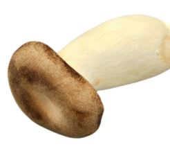 [645969] King Oyster Mushroom(느타리)