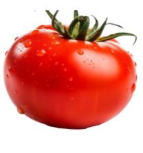 Tomato