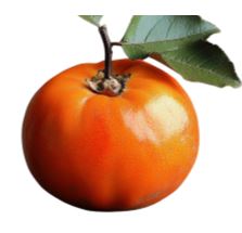 Persimmon