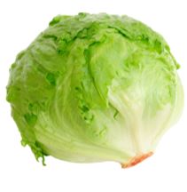 Lettuce