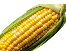 Sweet Corn