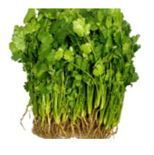 Coriander