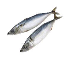 Salted Mackerel