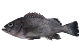 Korean Rockfish