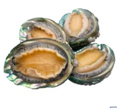 Live Abalone